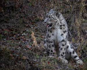 Snow Leopard Mystique Triple D