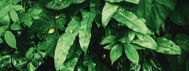 Tropical plant leaves