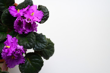 Blossoming purple saintpaulia african violet flower in flower pot isolated on white background, top view. Symbol of unaffectedness and faithfulness