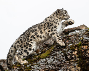 Fototapeta na wymiar Snow Leopard Mystique Triple D