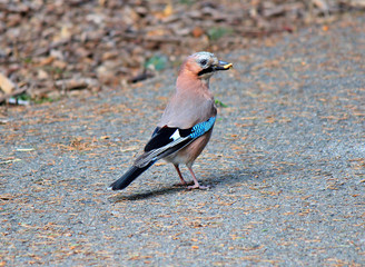 beauty jay found a tasty bun in the grass