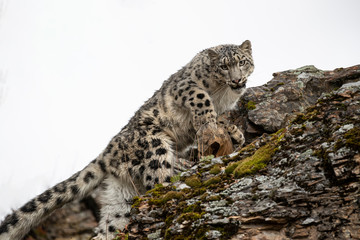 Snow Leopard Mystique Triple D