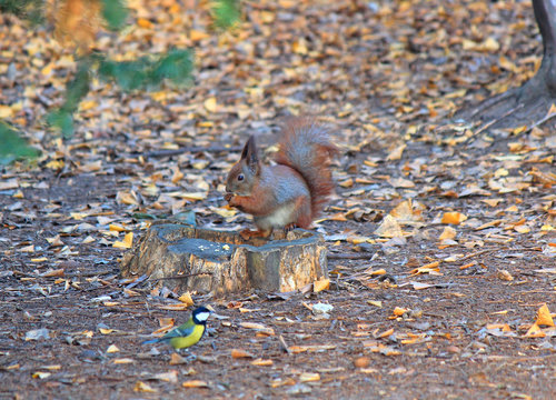 titmouse contemplates a squirrel that eats a delicious nut
