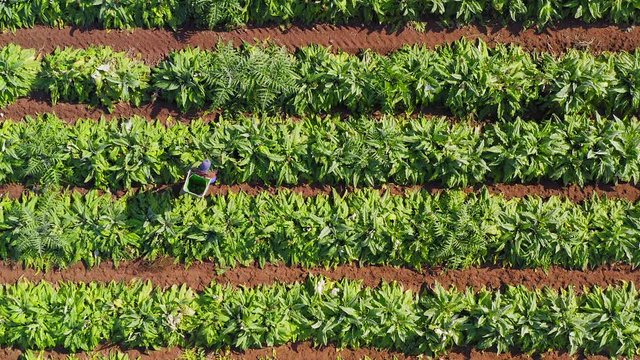 Farmer picking ripe Artichokes and throws them into a basket, Aerial follow footage.