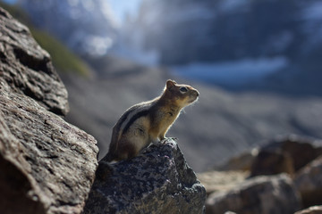 Chipmunk in Banff National Park, Canada 