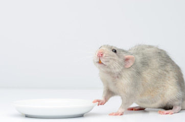 A silver rat sits next to a white saucer and waits for food. Rat close up
