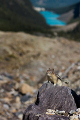 Chipmunk in front of Lake Louise in Banff National Park, Canada 