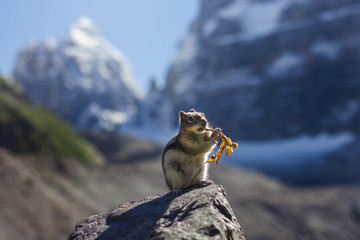 Chipmunk eating a leaf in Banff National Park, Canada 