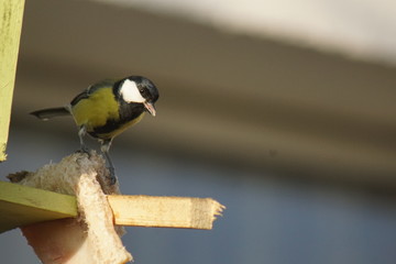 Sikora ptak ,kolorowy ptak