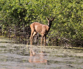 Rehwild in freier Natur