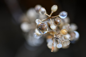 pearl necklace on black background
