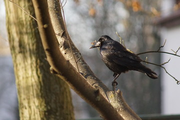 Kruk ,ptak ,krukowate ,ptak na drzewie ,czarny ptak