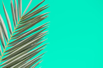 Green palm tree leaves on a sunny day against blue sky. Wallpaper template
