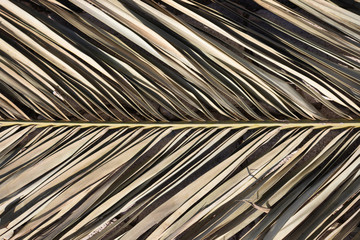 Obraz premium Green palm tree leaves on a sunny day . Wallpaper template