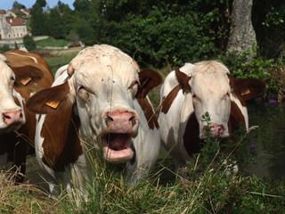 yawning cow