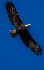 The Joy of Flight