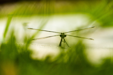 Libélula 
