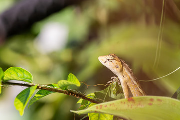 Wildlife chameleon on tree in nature