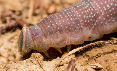 A macro photo of a slightly ugly caterpillar