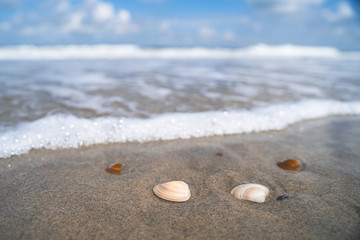 Fototapeta na wymiar North sea waves ob sand beach with mollusk shells, Holland