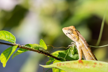 Wildlife chameleon on tree in nature