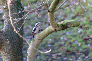 Buntspecht Im Garten
