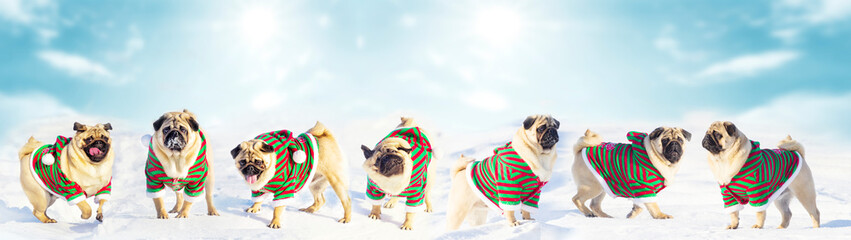 A trio of three cute pug dogs wearing Santa costume for Christmas over light winter background. Elf