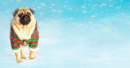 Pug dog dressed in Santa Claus suit.