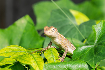 Wildlife chameleon on tree in nature