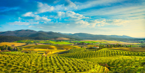 Maremma countryside panorama and olive trees on sunset. Casale Marittimo, Pisa, Tuscany Italy