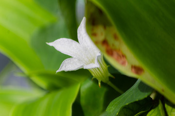 Close up flower bloom bautiful color