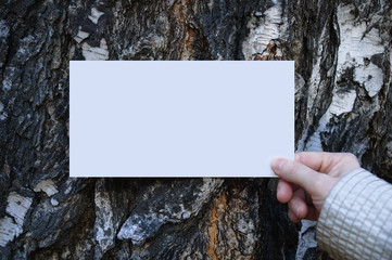 White blank sheet of paper in the hand of a caucasian woman on a background of birch bark. Close-up.