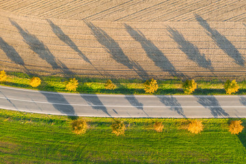 Road between green field and cultivated ground with yellow trees at sunset in autumn. Aerial view on empty asphalt speedway or trees alley.