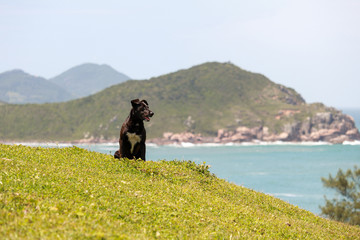 adventurous black dog having fun looking at the beach landscape from the top of a grassy hill at Praia do Rosa in Santa Catarina Brazil