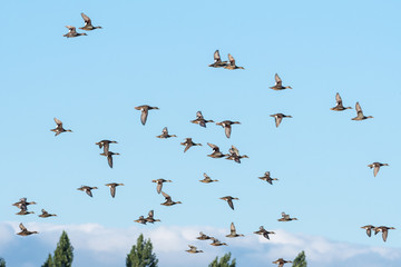 Flock of a group of geese