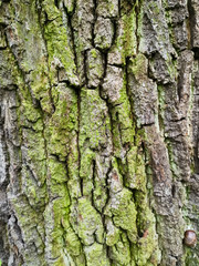 Bark of a tree with green moss and lichen on it. Old oak texture, background