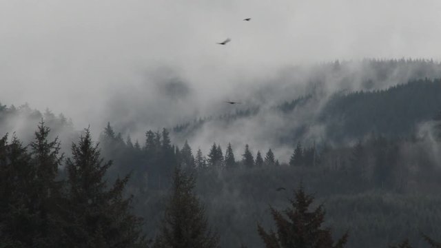 Birds Fly Across Stormy Forest Below