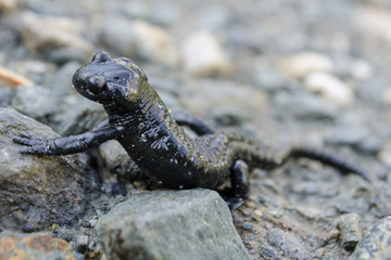 Alpine black salamander