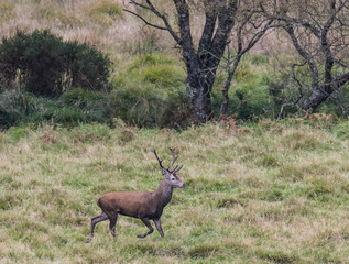 The zeal of the deer is worth admiring!