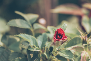 Dark mood & tone flower vintage style