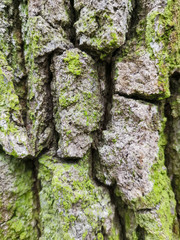 Old tree bark, close up wood texture. oak with green moss natural background.