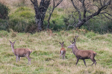 The zeal of the deer is worth admiring!