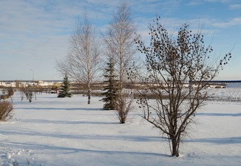 Winter landscape with bare trees
