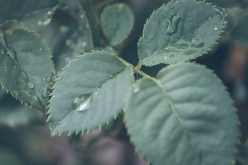 Dark mood & tone flower vintage style