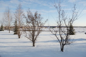 Winter landscape with bare trees
