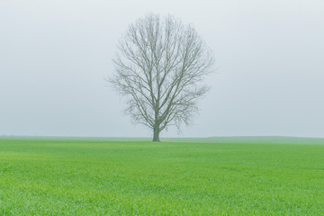 Fototapeta na wymiar A lonely tree in the fog