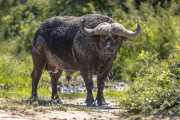 Foto op Canvas Modderbad van Afrikaanse buffels © creativenature.nl