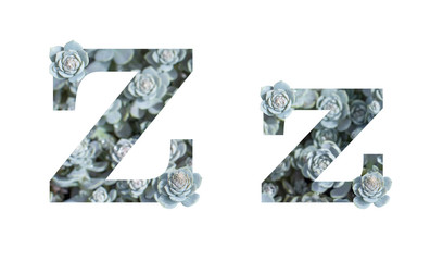 Letter Z uppercase and lowercase isolated on a white background. English alphabet gray silver decorated with Succulent Crassula