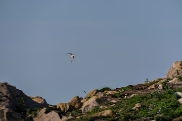 Puffin on a rock in Bonavista