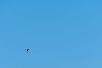 Puffin on a rock in Bonavista
